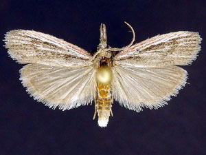 Peoria insularis