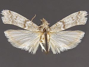 Moodnodes plorella