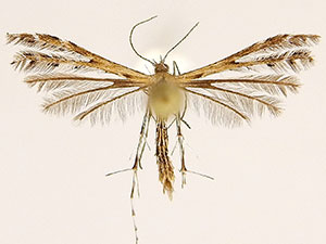 Buckleria parvulus