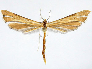 Paraplatyptilia carolina