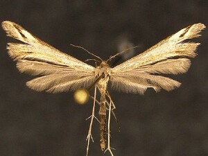 Paraplatyptilia petrodactylus