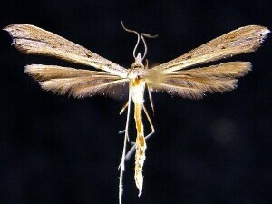 Pterophoridae sp.