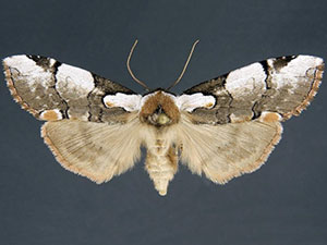 Euthyatira lorata