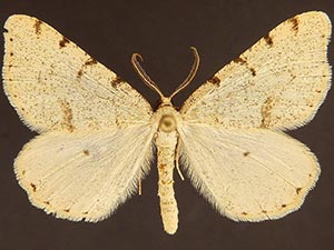 Macaria helena