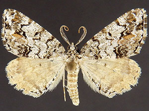 Macaria graphidaria