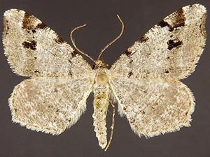 Macaria fissinotata