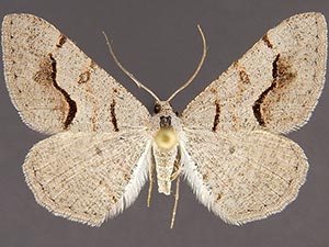 Digrammia yavapai