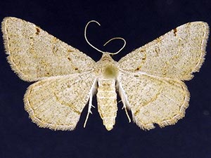 Digrammia puertata