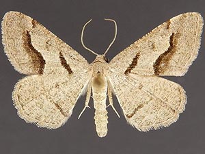 Digrammia puertata