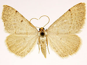 Taeniogramma mendicata