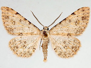 Stenoporpia pulchella