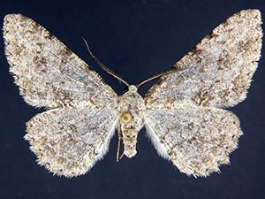 Stenoporpia dionaria