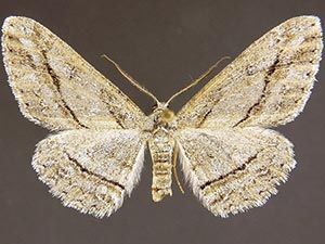 Stenoporpia larga