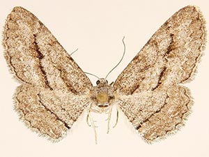 Stenoporpia lea