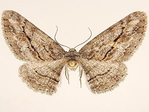 Stenoporpia lea