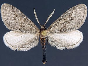 Glaucina erroraria