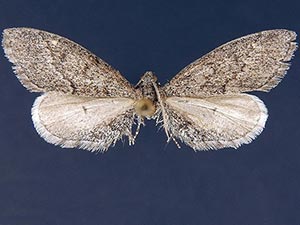 Glaucina escaria