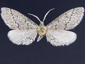 Glaucina eupetheciaria