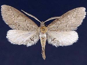 Glaucina elongata