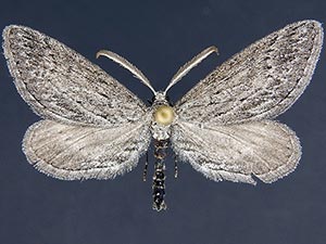 Glaucina golgolata