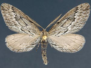 Glaucina nephos