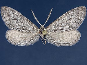 Glaucina loxa