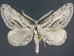 Paraglaucina hulstinoides