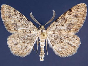 Pterotaea crickmeri