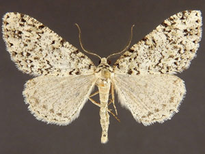 Vinemina perdita