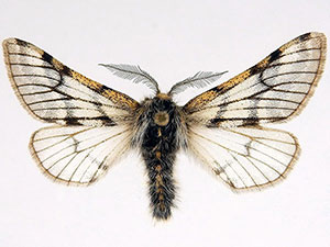 Lycia rachelae