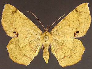 Erastria decrepitaria