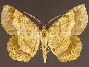 Erastria decrepitaria