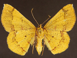 Erastria decrepitaria