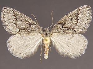 Lomographa glaucina