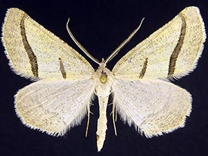 Eriplatymetra lentifluata