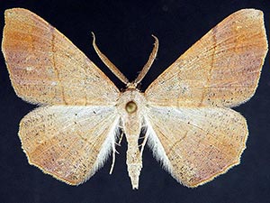 Besma rubritincta