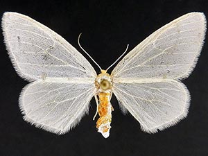 Evita hyalinaria