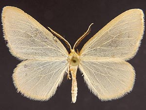 Evita hyalinaria