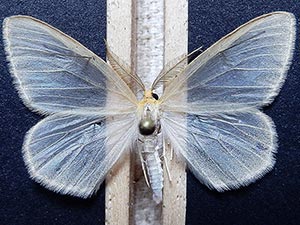 Evita hyalinaria