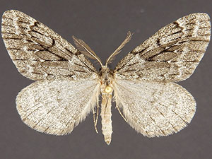 Nepytia umbrosaria