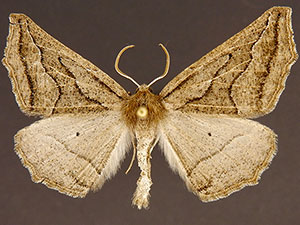 Tetracis formosa