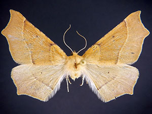 Tetracis barnesii