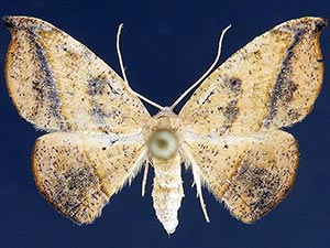 Patalene epionata