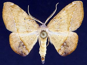 Patalene epionata