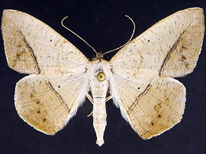 Prochoerodes olivata