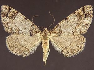 Tesiophora entephros