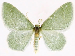 Xerochlora viridipallens