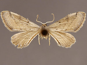 Euacidalia sericearia