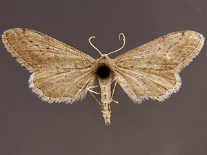 Euacidalia quakerata