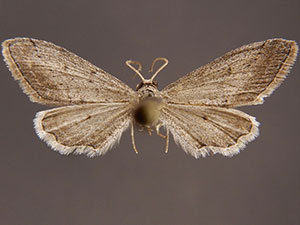 Euacidalia quakerata